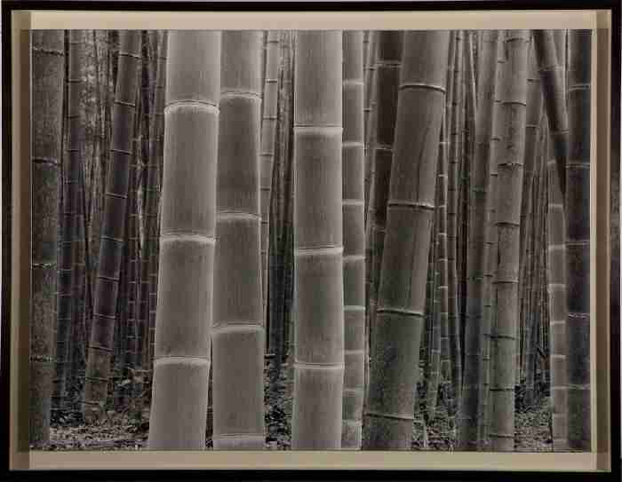 Colors of the Bamboo