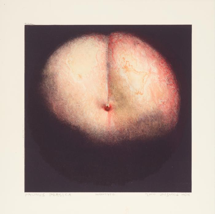 프루누스 페르시카
